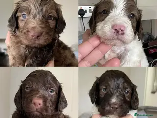 Cockapoo dogs Gorgeous F1 babies - choc solids, partis, merles. - Advert 16