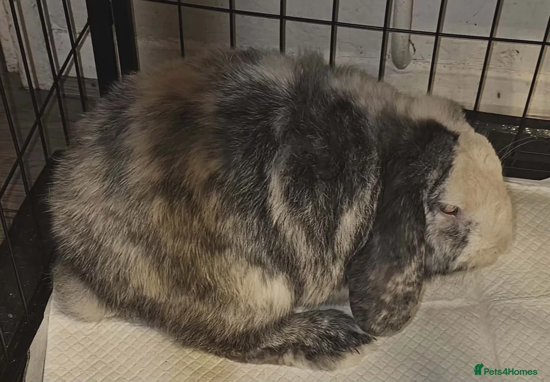 English Lop rabbits for sale: Giant English Lop - Advert 3