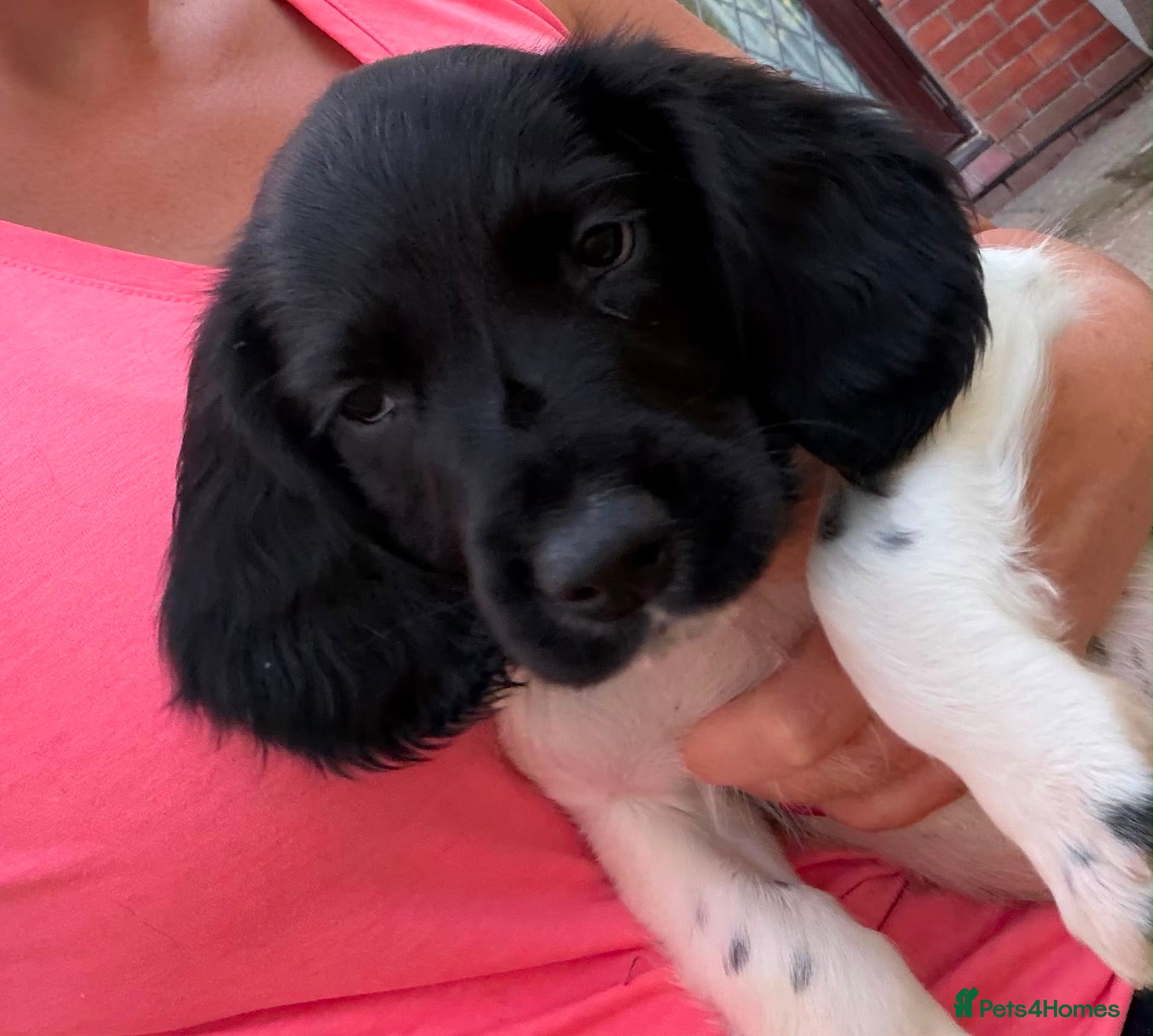 English Springer Spaniel dogs KC Working Springer Springer Puppies - Advert 1