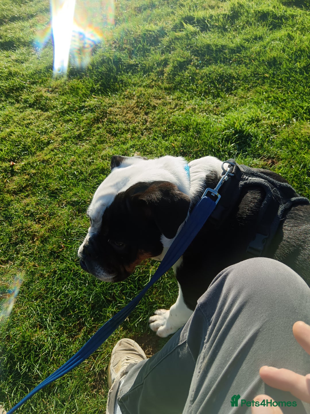 English Bulldog dogs for sale: Frank - Advert 7