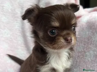 Chihuahua dogs Stunning top quality long haired Chihuahuas - Advert 4