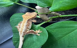 Gecko reptiles for sale: Crested Gecko Hatchlings/Babies - Mixed Morphs  in Leicester - Image 1