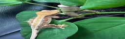 Gecko reptiles for sale: Crested Gecko babies/juveniles - Red Lily whites  in Leicester - Advert 1