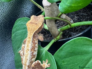 Gecko reptiles in Leicester - Advert 1