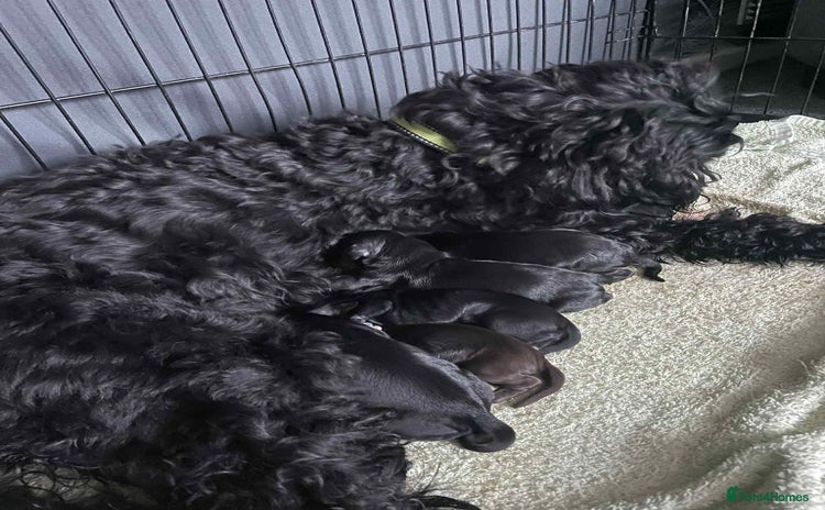 Cockapoo dogs - Advert 1