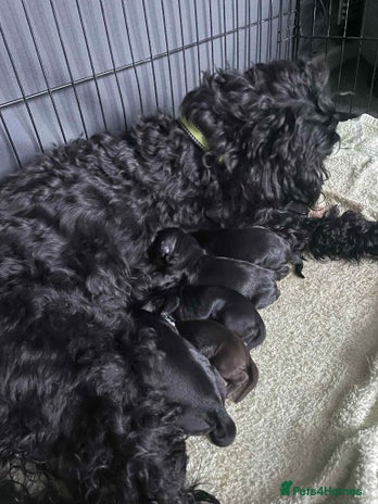 Cockapoo dogs - Advert 1