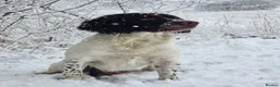 English Springer Spaniel dogs for stud: English springer spaniel for Stud 'Proven' - Advert 3