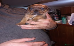 Mixed Breed dogs for sale: Bold Brave pups - Advert 8