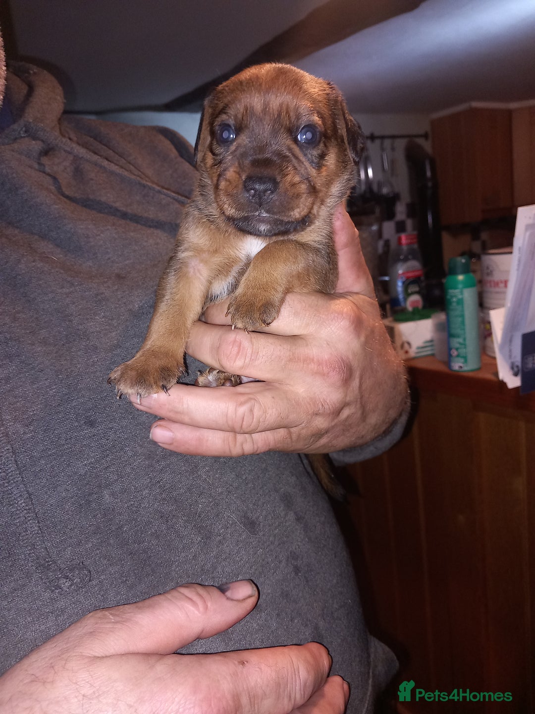 Mixed Breed dogs for sale: Bold Brave pups - Advert 8