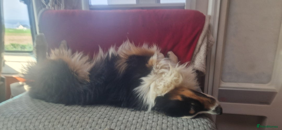 Australian Shepherd dogs for stud: Australian shepard for stud and proven - Advert 6