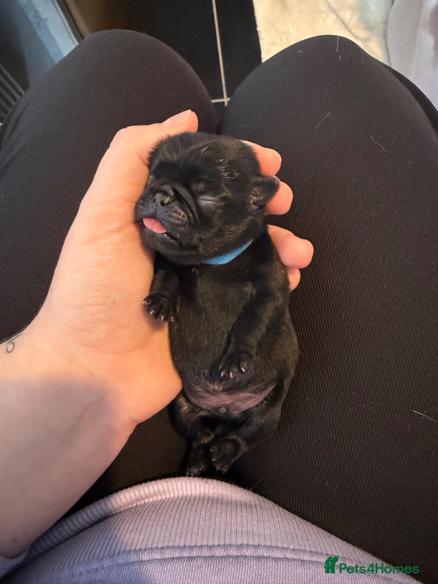 Pug dogs 🐾 **PUG PUPPIES – INTEREST NOW BEING TAKEN 🐾** - Advert 6