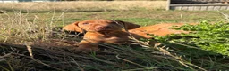 Hungarian Vizsla dogs for sale: Ready this weekend Beautiful litter.  - Advert 3