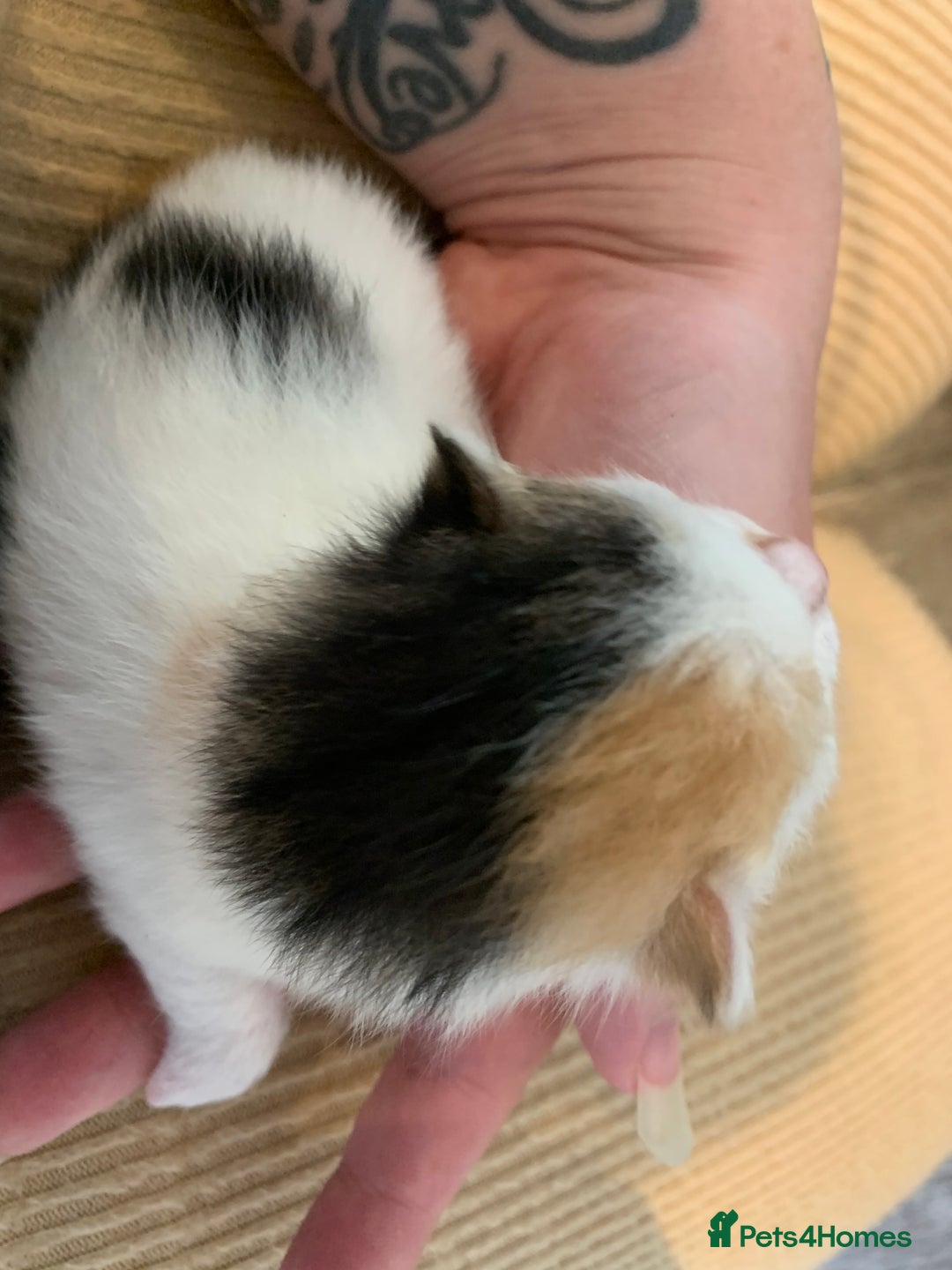 Domestic Shorthair cats for sale: Four beautiful kittens for new home  - Image 4