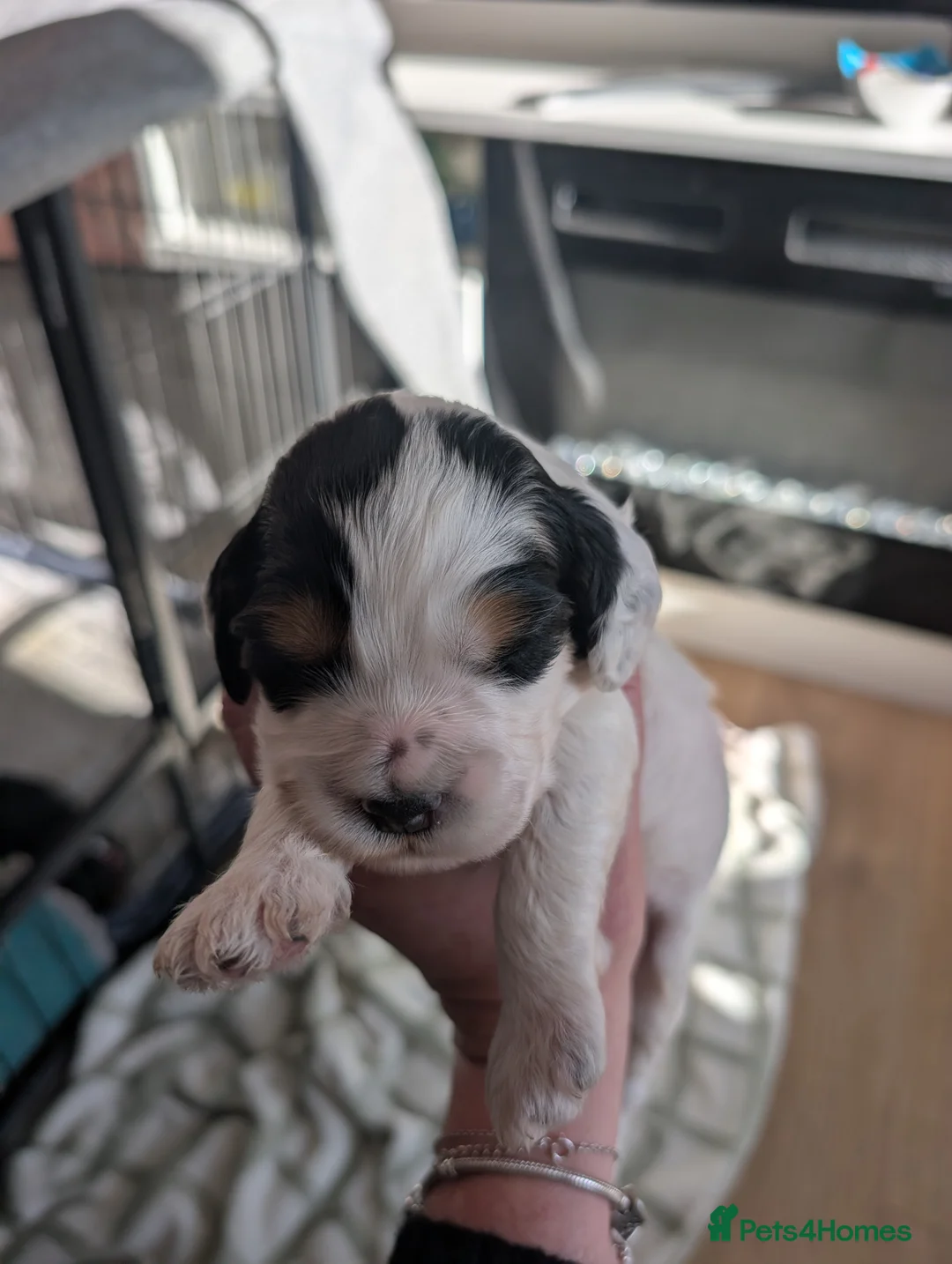 Cockapoo dogs for sale: Beautiful little of 5 Cockerpoos - Advert 6