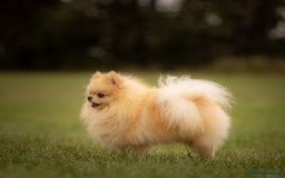 Pomeranian dogs for stud: Prince George Bridgeton 👑 - Image 5