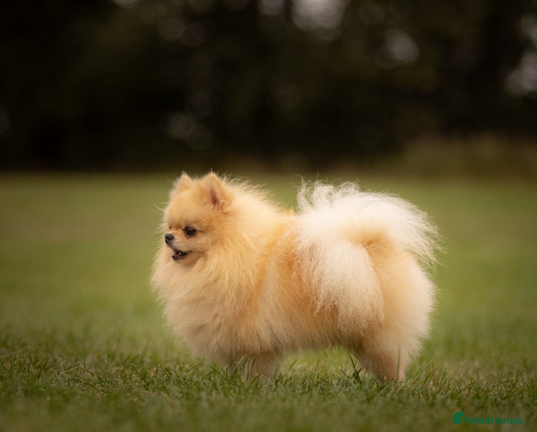 Pomeranian dogs for stud: Prince George Bridgeton 👑 - Image 5
