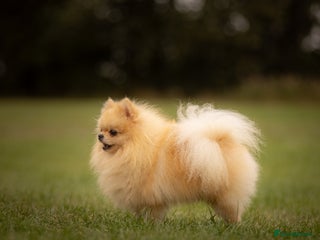 Pomeranian dogs Prince George Bridgeton 👑 - Advert 13