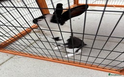 Rex rabbits for sale: Broken Black Mini Rex Doe/Female - Image 3