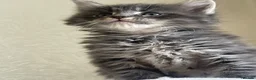 Maine Coon cats for sale: Maine Coon boy  - Advert 11