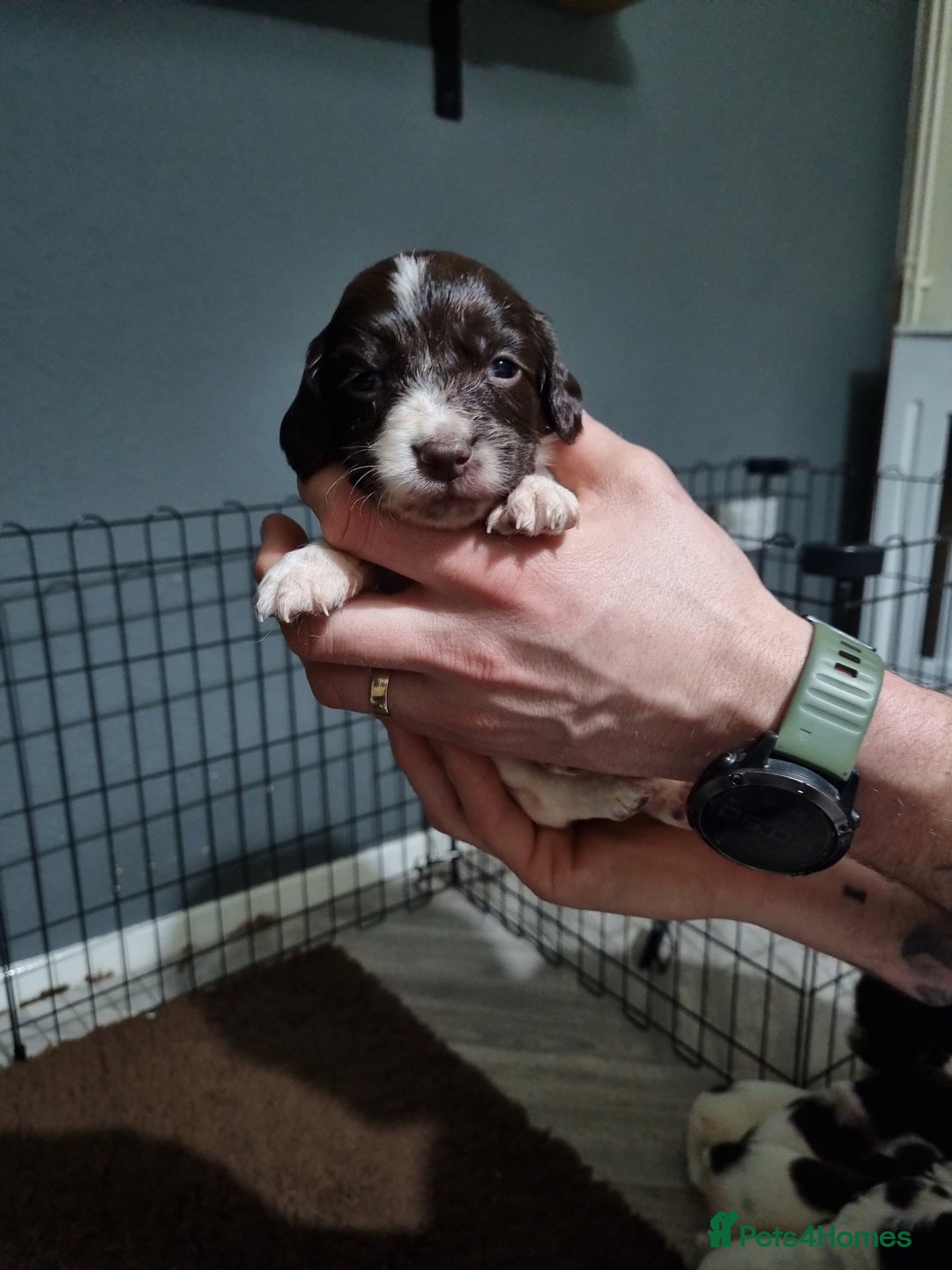 English Springer Spaniel dogs for sale: KC registered English Springer Spaniel puppies 🐾 - Advert 6