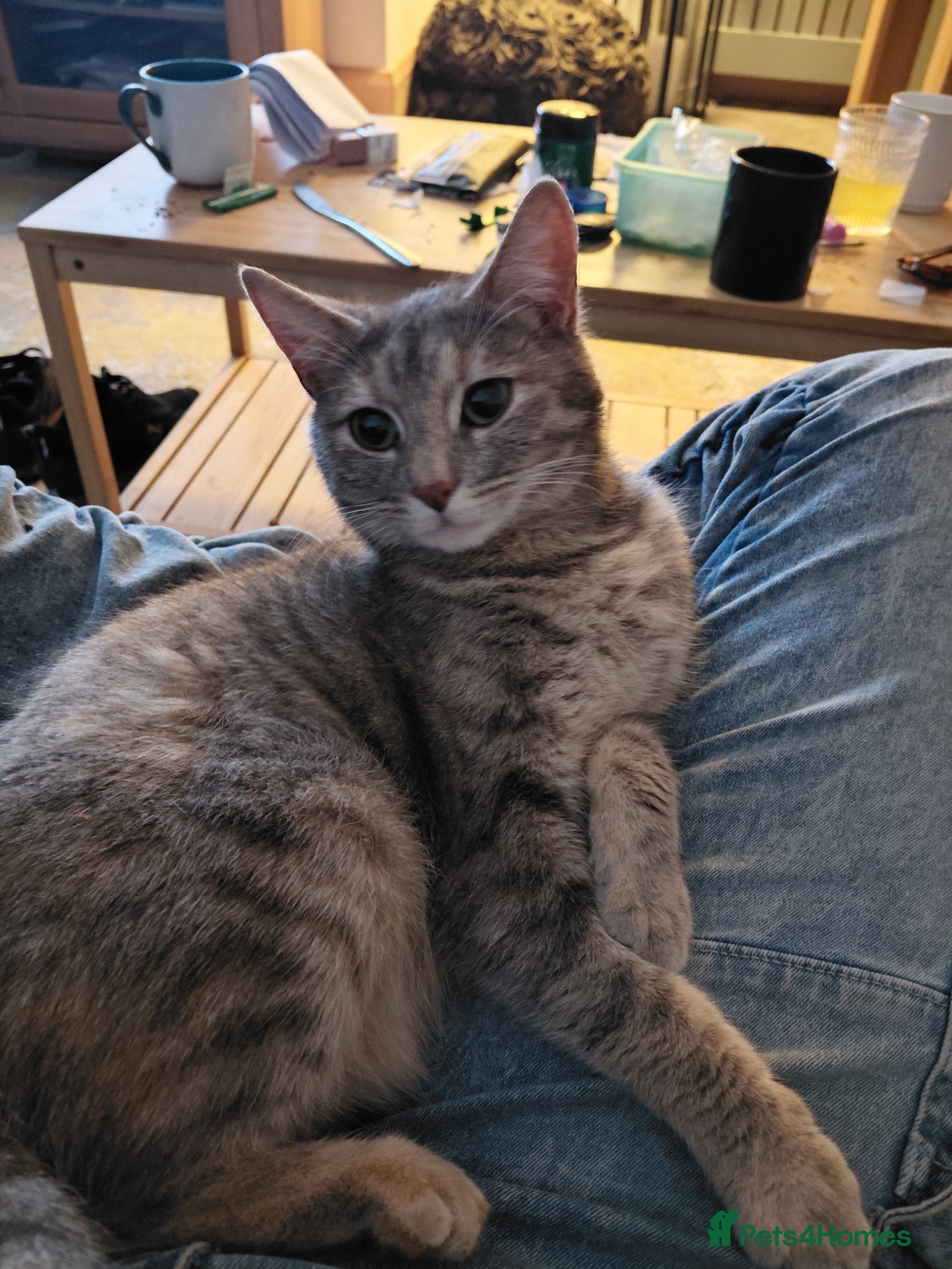 Mixed Breed cats Mixed litter - Advert 1