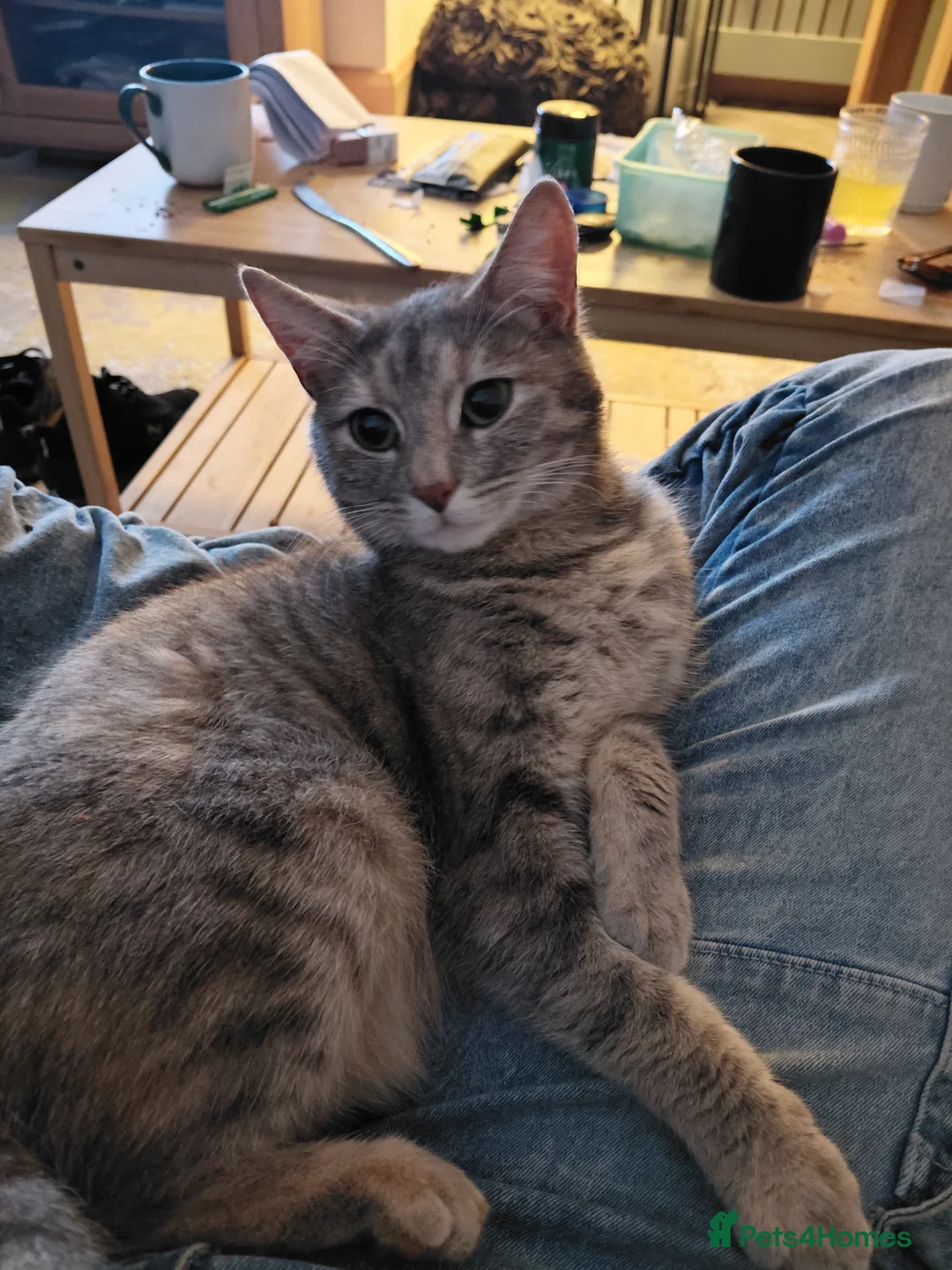 Mixed Breed cats for sale: Mixed litter - Advert 1