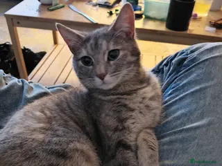 Mixed Breed cats Mixed litter - Advert 1