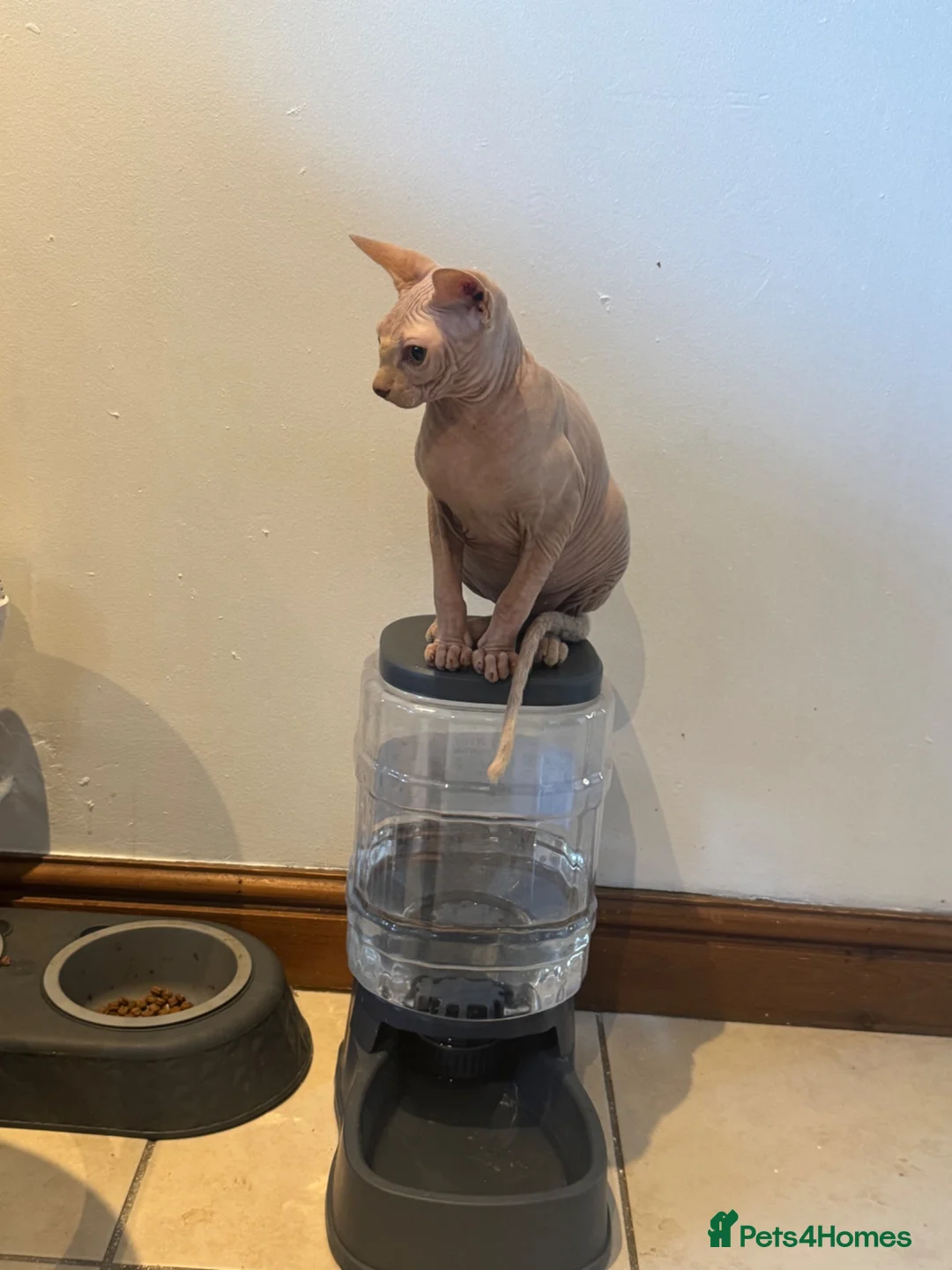 Sphynx cats for stud: Beautiful Sphynx Stud - Advert 5