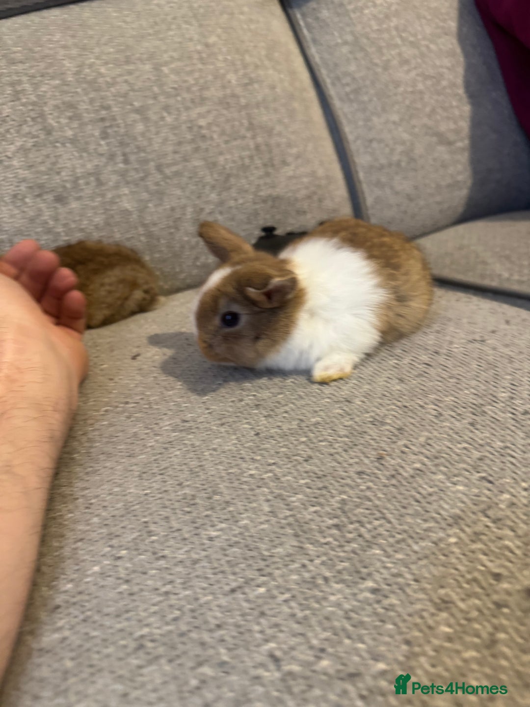 Mixed Breed rabbits for sale: Rabbit  - Advert 2
