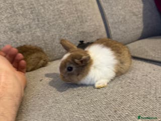 Mixed Breed rabbits Rabbit - Advert 10