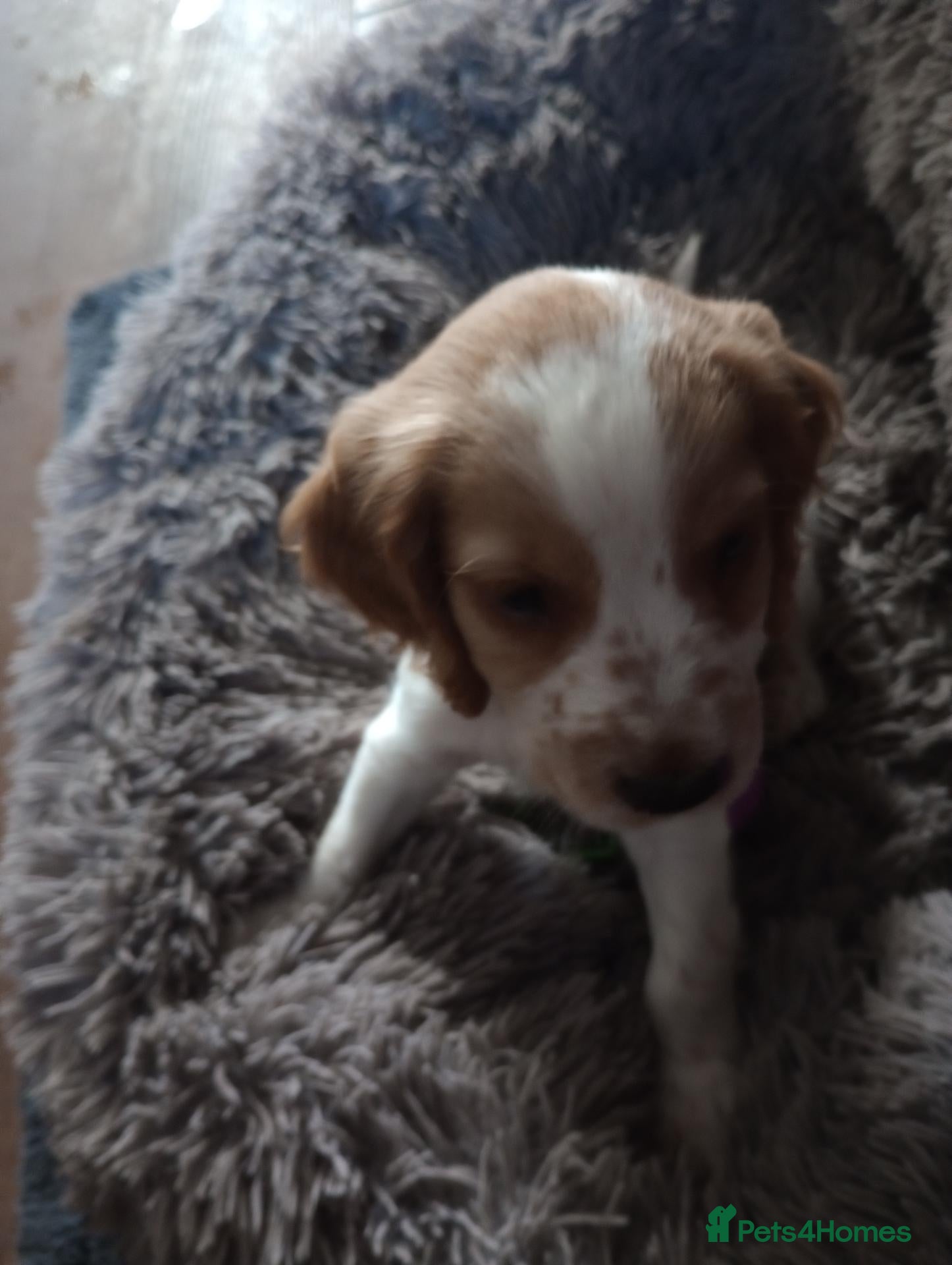 Cocker Spaniel dogs Working cocker spaniel puppies  - Advert 1
