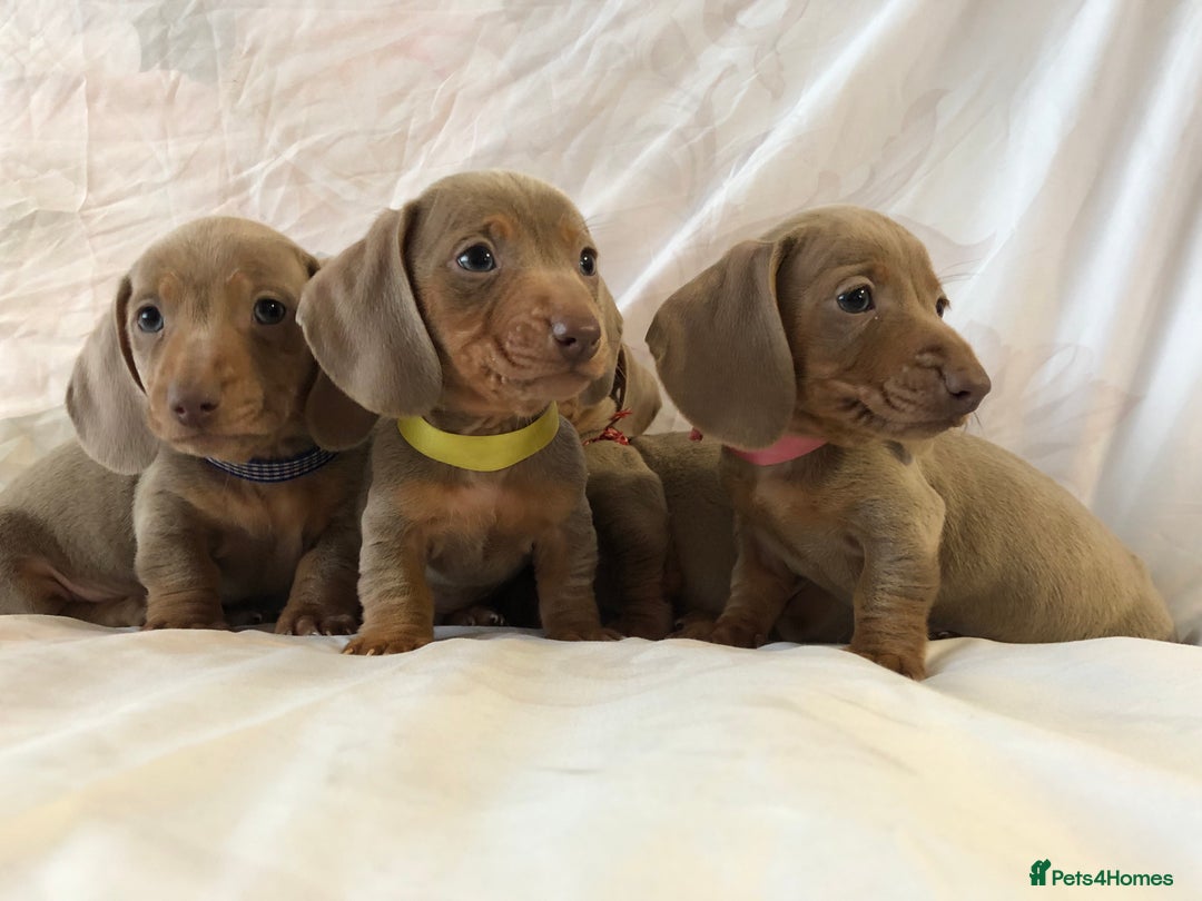 Miniature Dachshund dogs for sale: Miniature dachshund Isabella puppies  - Advert 3