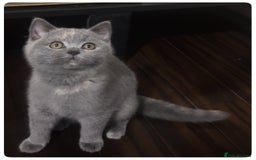 British Shorthair cats for sale: GCCF registered British shorthair female kitten - Image 2