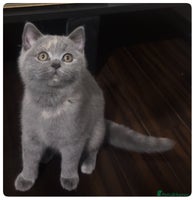 British Shorthair cats - Advert 3