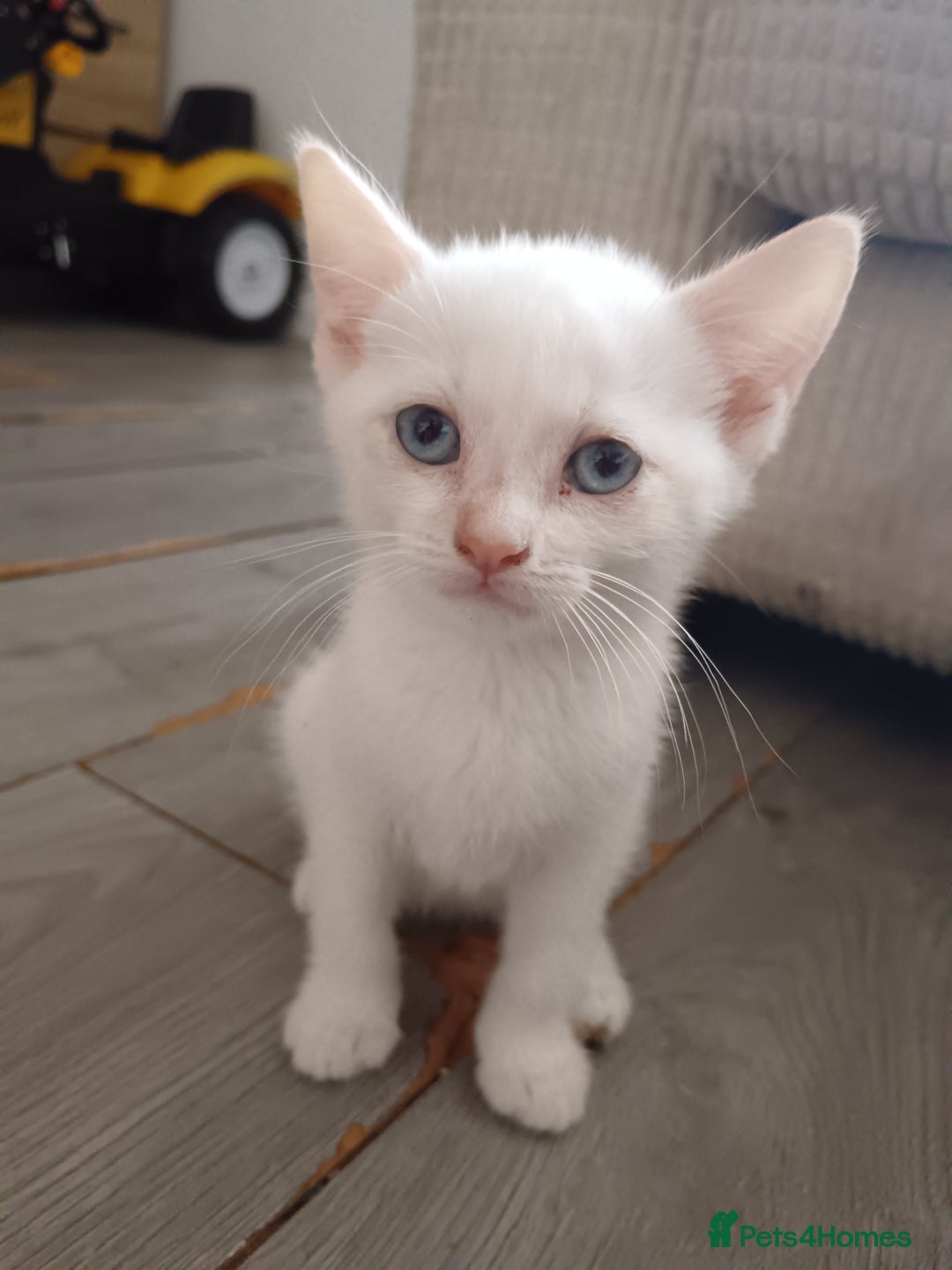Domestic Shorthair cats for sale: 3 beautiful kittens - Image 4