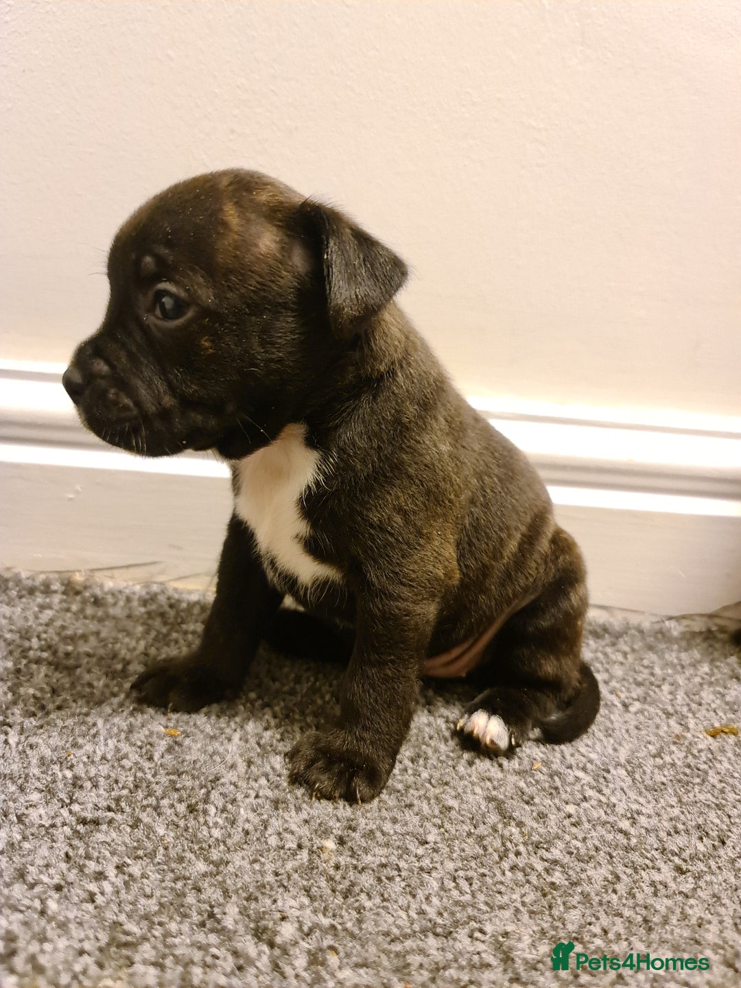 Staffordshire Bull Terrier dogs for sale: Adorable KC champion bred black staffy puppy's  - Advert 10