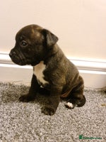 Staffordshire Bull Terrier dogs Adorable KC champion bred black staffy puppy's - Advert 5