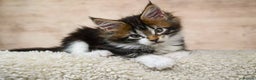 Maine Coon cats for sale: 🏅 5 Generation TICA - Ready 20th December 🌟 - Advert 28