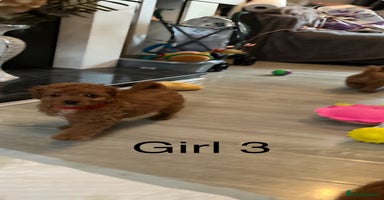Cavapoo dogs - Advert 6