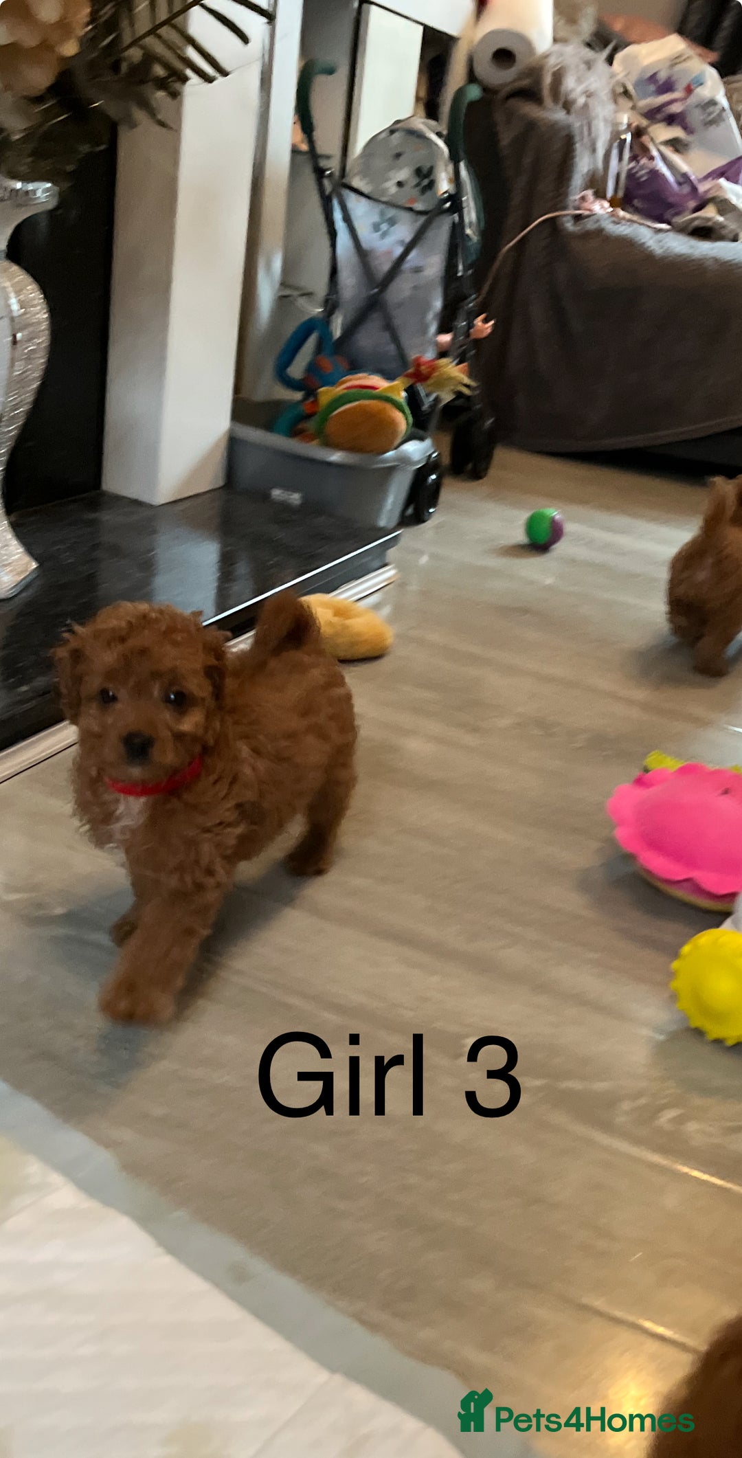 Cavapoo dogs for sale: Cavapoo pups ready to leave, forever homes only - Image 6
