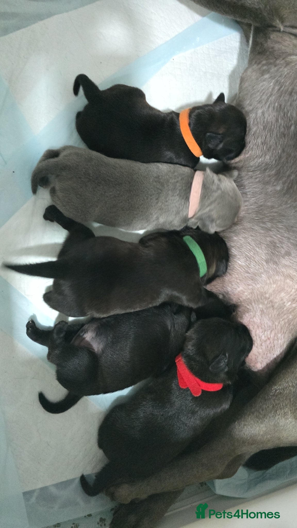 Staffordshire Bull Terrier dogs Kc reg blue & black staffords champion bloodlines  - Advert 2