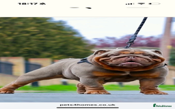 English Bulldog dogs for sale: Stunning KC registered English Bulldogs 4 left - Image 5