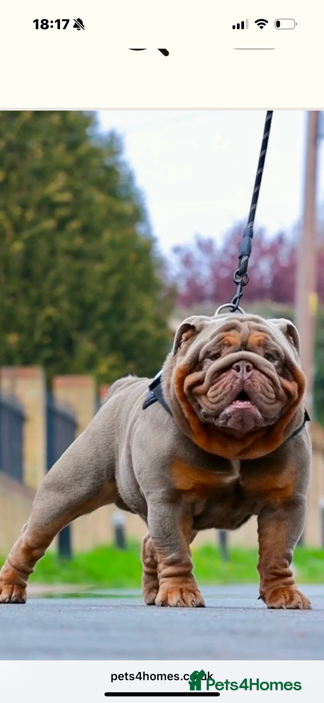 English Bulldog dogs for sale: Stunning KC registered English Bulldogs 4 left - Image 5