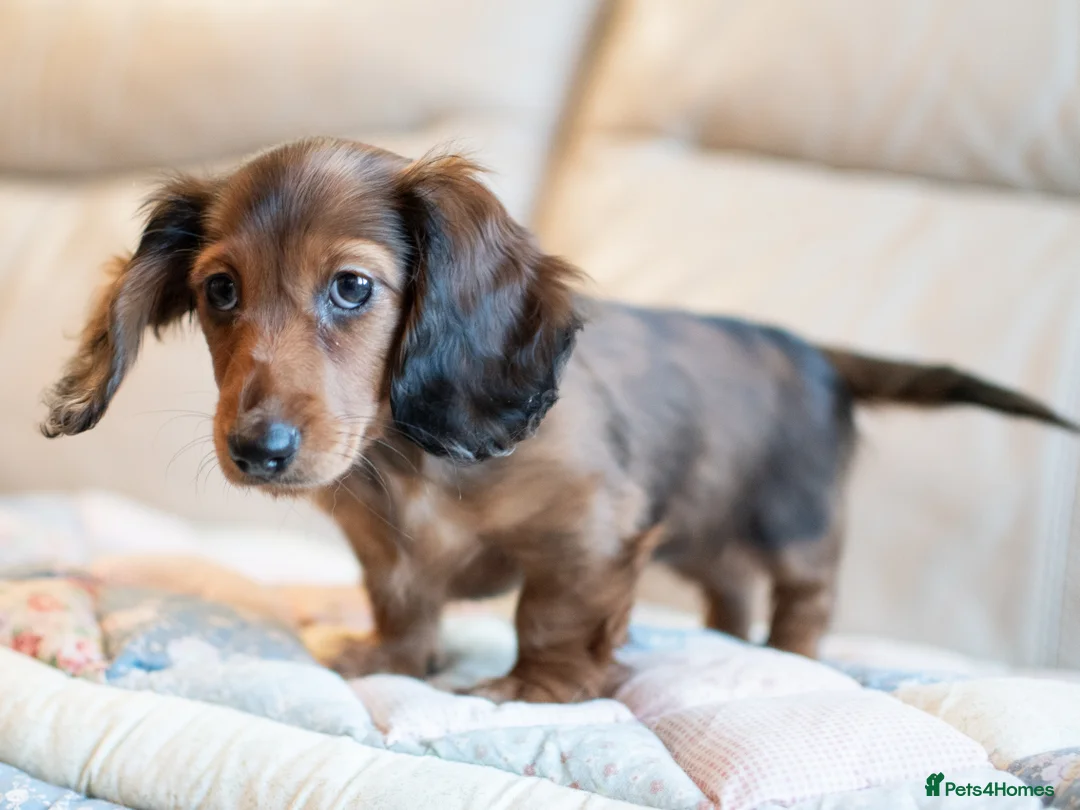 Miniature Dachshund dogs for sale:  Miniature Long-Haired Dachshund Puppies–Red Merle - Advert 8