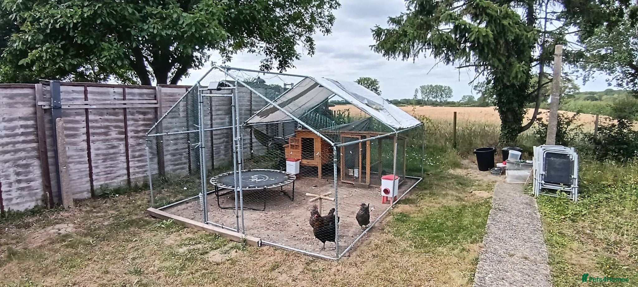 Chickens poultry Laying hens and set up for sale - Advert 2
