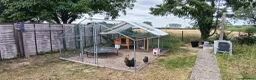 Chickens poultry for sale: Laying hens and set up for sale - Advert 2