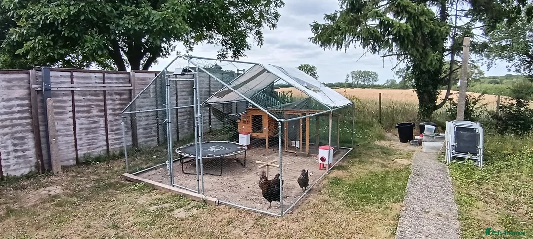Chickens poultry for sale: Laying hens and set up for sale - Advert 2