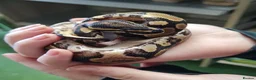 Python Snake reptiles for sale: BALL PYTHON in Runcorn - Advert 13