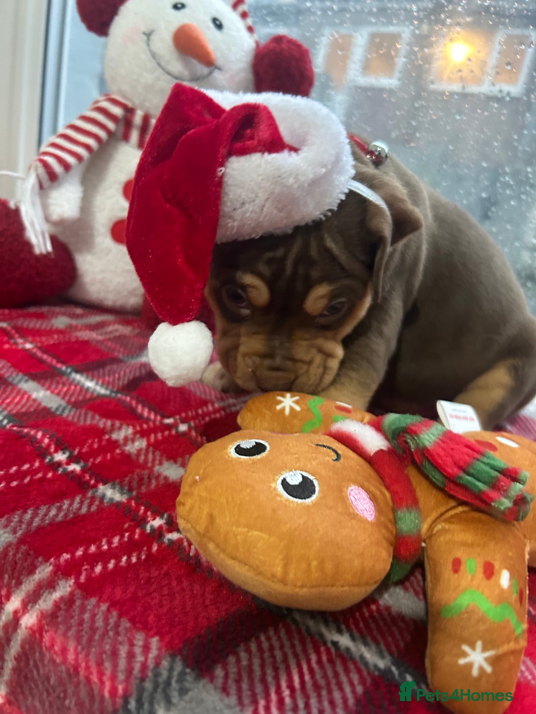 Mixed Breed dogs for sale: A beautiful litter of Rottweiler/staff/mastiffs - Advert 28