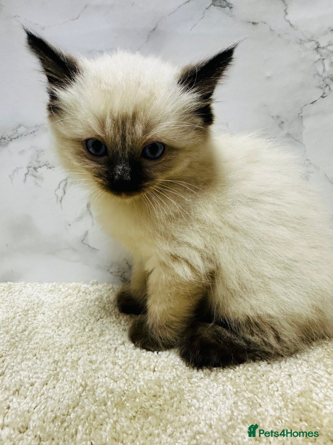 Ragdoll cats for sale: Pure Beautiful Ragdoll Kittens  - Advert 18